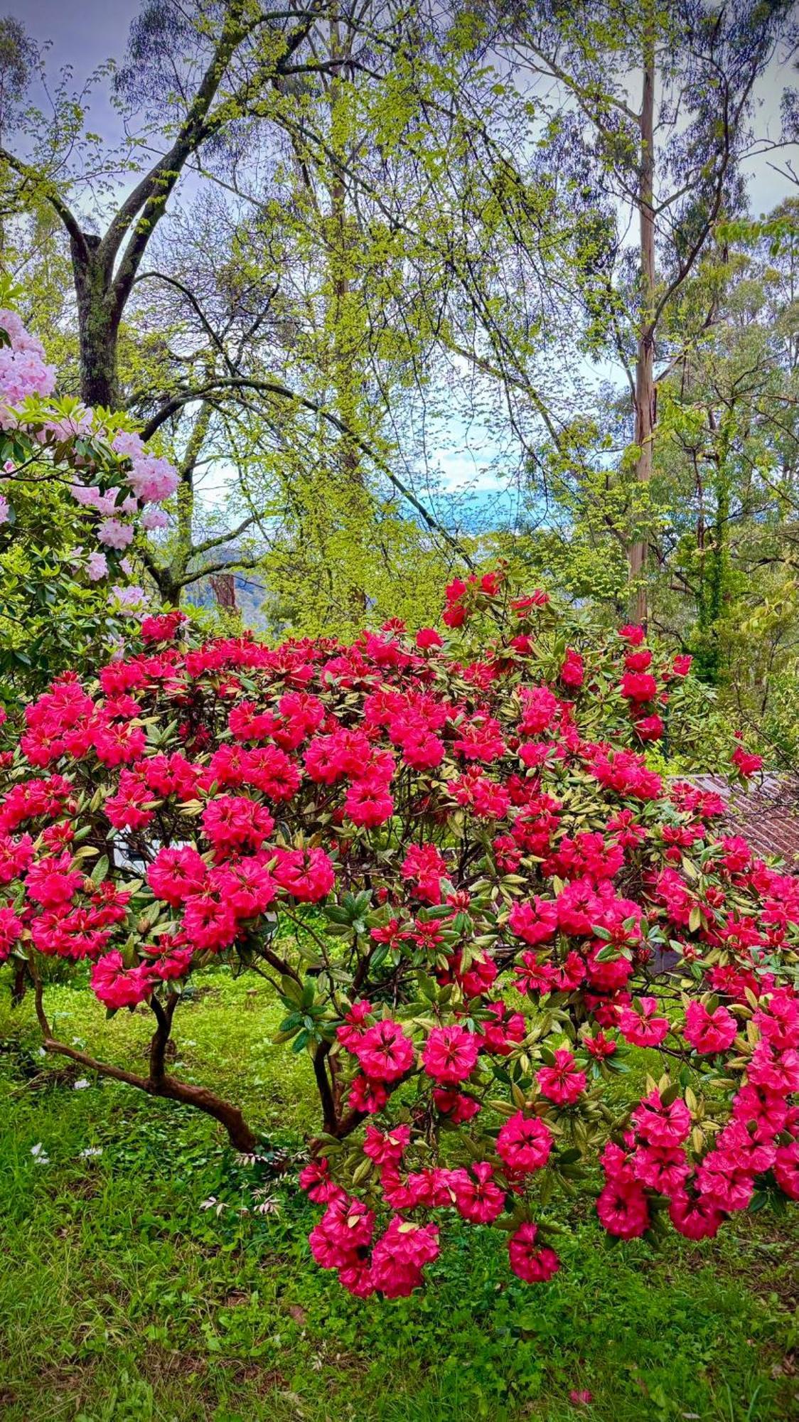 Melbourne Topview Villa In Dandenong Ranges Near Skyhigh Kalorama エクステリア 写真
