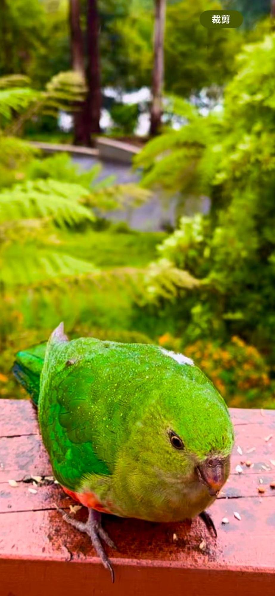Melbourne Topview Villa In Dandenong Ranges Near Skyhigh Kalorama エクステリア 写真