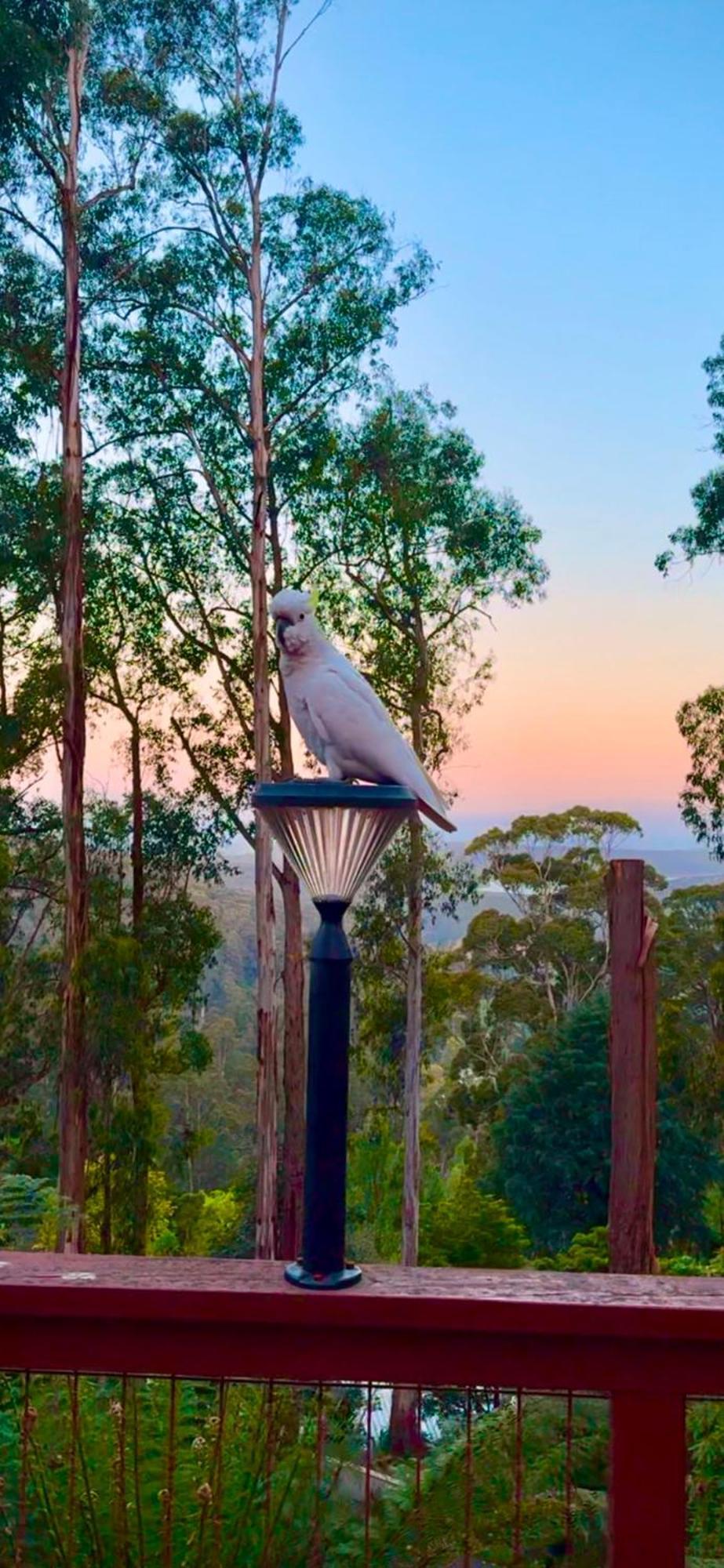 Melbourne Topview Villa In Dandenong Ranges Near Skyhigh Kalorama エクステリア 写真