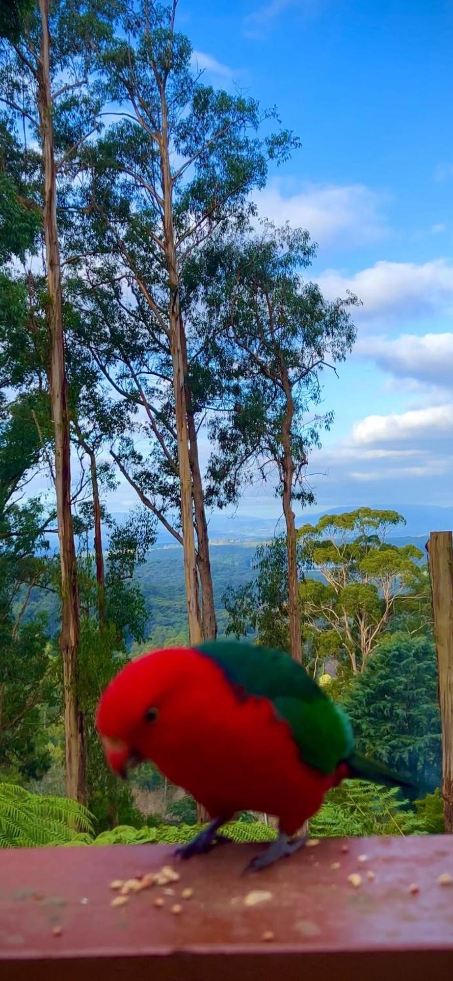 Melbourne Topview Villa In Dandenong Ranges Near Skyhigh Kalorama エクステリア 写真