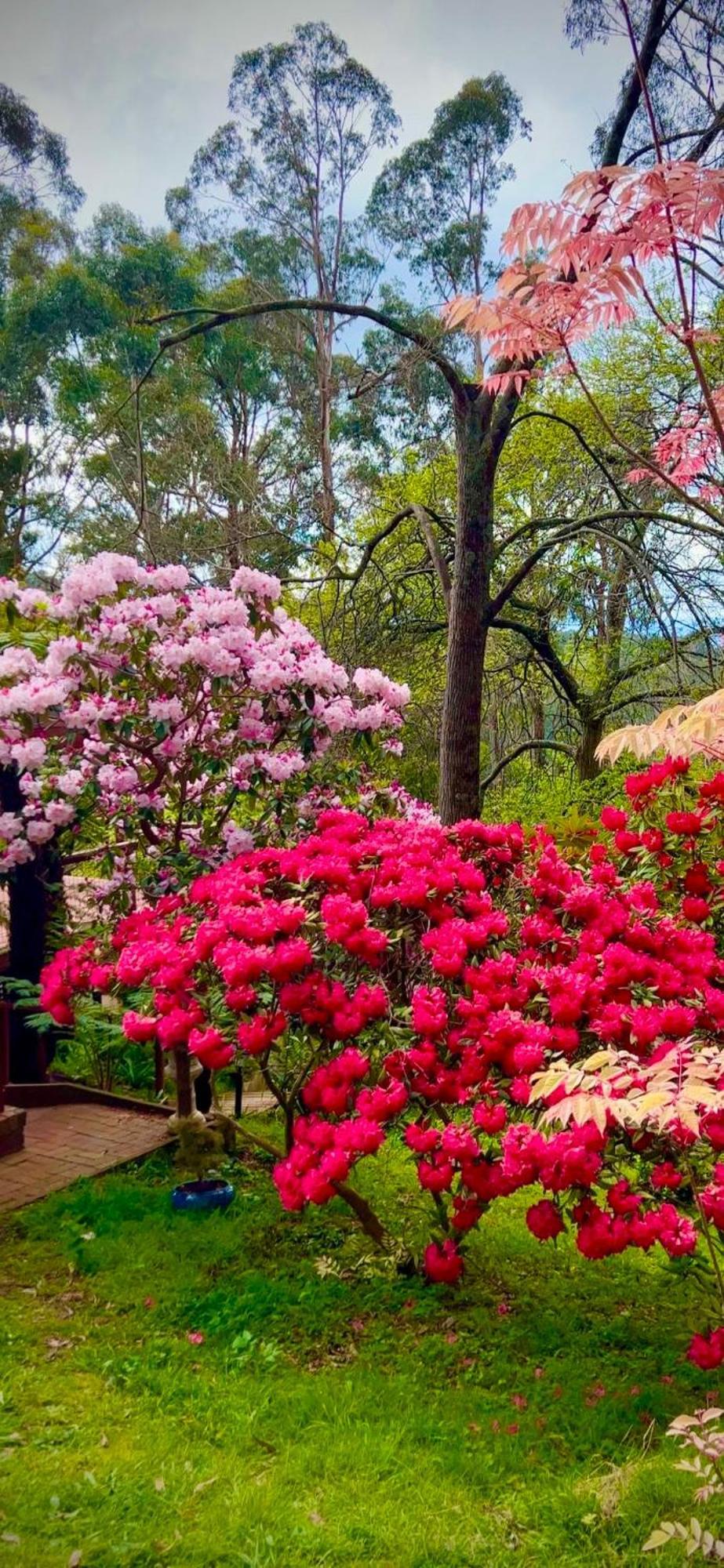 Melbourne Topview Villa In Dandenong Ranges Near Skyhigh Kalorama エクステリア 写真